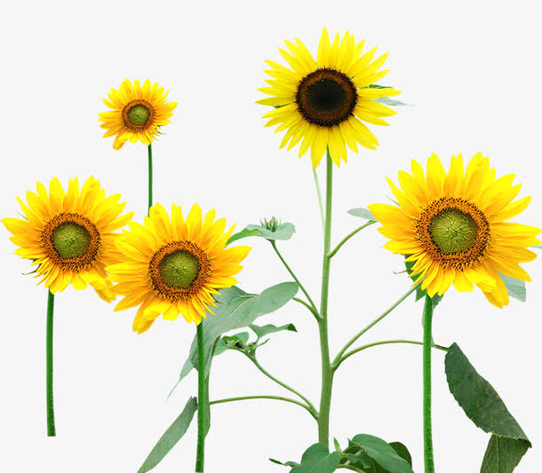 高清太阳花素材免费下载_觅元素