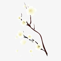 一支白色梅花