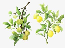 卡通绿色水果树