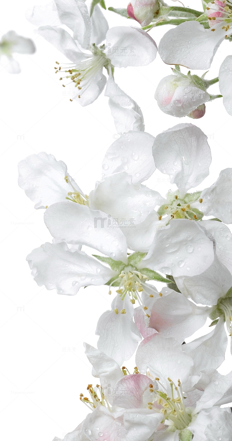高清白色海棠花