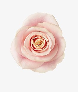 粉色玫瑰