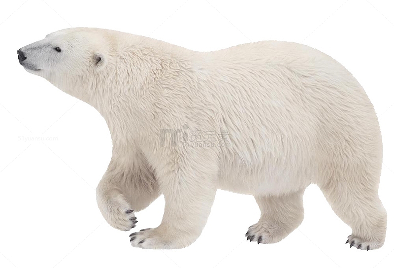 强壮的北极熊