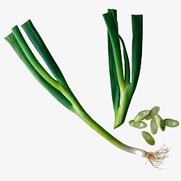 蒜苗豆子大葱