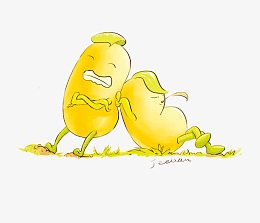 白芸豆