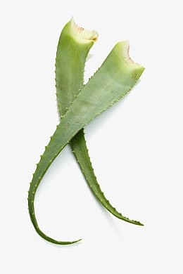 芦荟