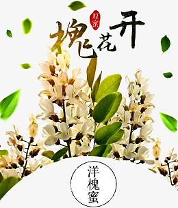 洋槐花开