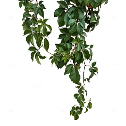 绿色吊篮植被天然绿植