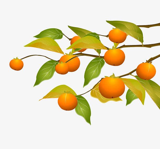 新鲜天然橙子