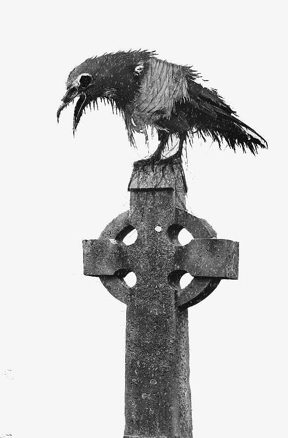 墓碑上的乌鸦