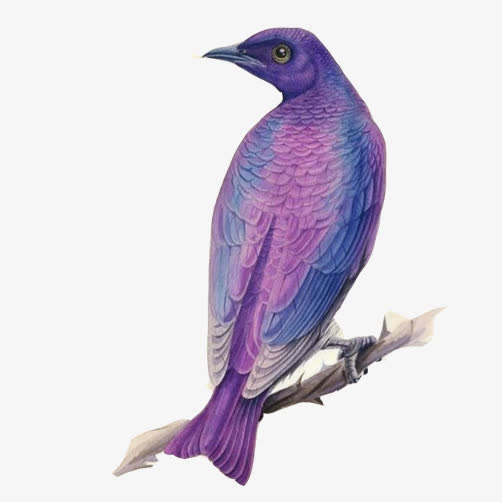 乌鸦彩绘画素材图片