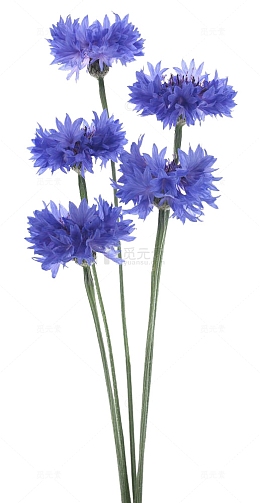 一束矢车菊高清图片