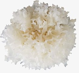 蔬菜类银耳