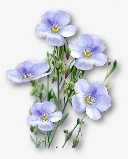 亚麻籽花