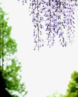 鲜花背景装饰