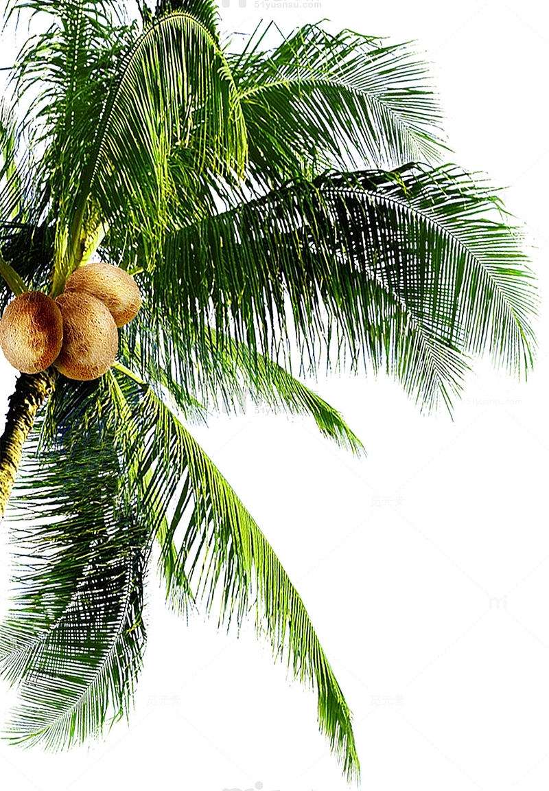 海报摄影沙滩椰子树