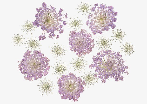 春季紫色花朵