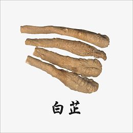 白芷