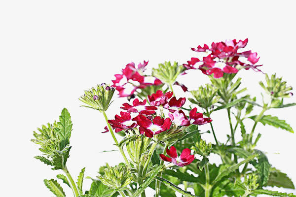 马鞭草免费下载免抠素材免费下载_觅元素51yuansu.com