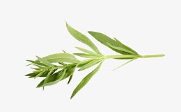 马鞭草免抠素材