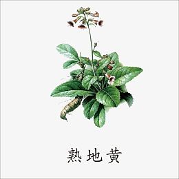 熟地黄