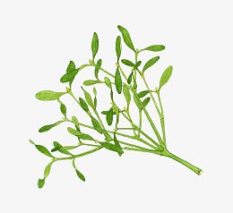 槲寄生草药手绘