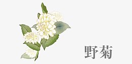 中药野菊