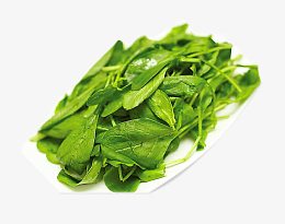 有食欲的鸡毛菜