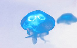 梦幻水母