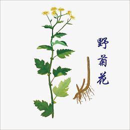野菊花
