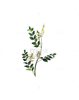 甘草