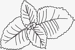 草药
