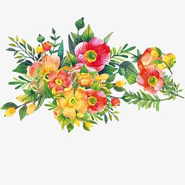 报春花 春天 暖色系 清新