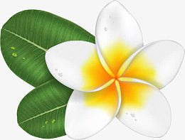 矢量鸡蛋花