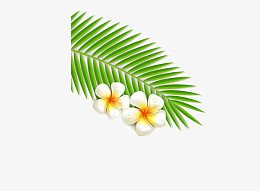 鸡蛋花
