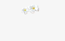 白玉兰花，黄色花蕊鸡蛋花，白色