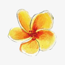矢量手绘鸡蛋花