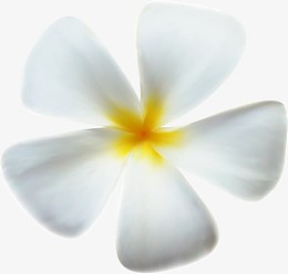 矢量鸡蛋花