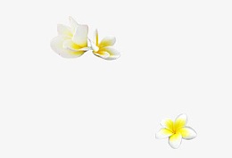 鸡蛋花