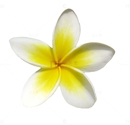 一朵小黄花鸡蛋花
