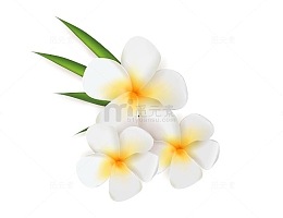鸡蛋花素材