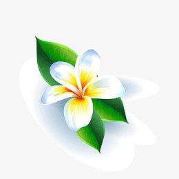夏季鸡蛋花矢量图