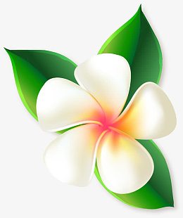矢量手绘鸡蛋花