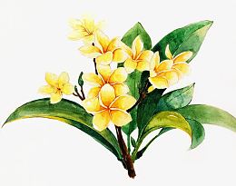 手绘的鸡蛋花图片素材