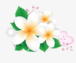 鸡蛋花