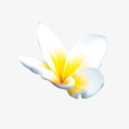 鸡蛋花图形