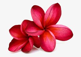 红色鸡蛋花