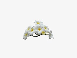 鸡蛋花 花瓣