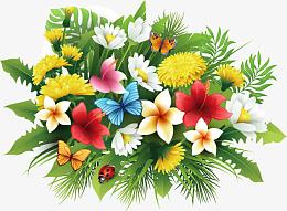 鸡蛋花 花瓣