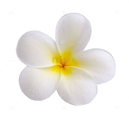 鸡蛋花特写