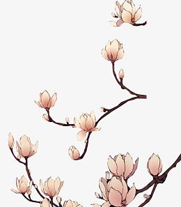 粉色手绘玉兰花